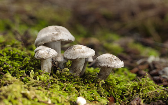 The Mushroom Boom in the Beauty Industry